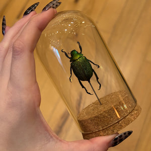 Large Insect Dome