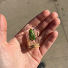 Load image into Gallery viewer, Mini Insect Dome