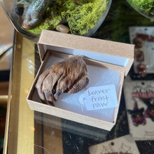 Load image into Gallery viewer, Beaver Front Paw