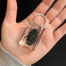 Load image into Gallery viewer, Bug Specimen Keychain (assorted)
