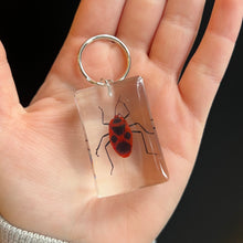 Load image into Gallery viewer, Bug Specimen Keychain (assorted)