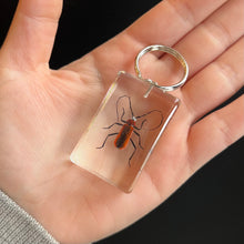 Load image into Gallery viewer, Bug Specimen Keychain (assorted)