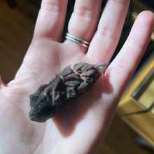 Load image into Gallery viewer, Skunk Paw