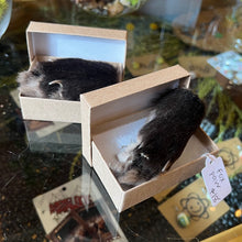 Load image into Gallery viewer, Fox Paw