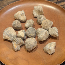 Load image into Gallery viewer, Gastropod Fossil