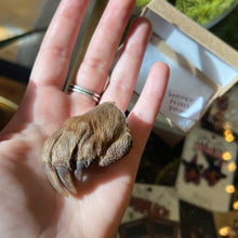Load image into Gallery viewer, Beaver Front Paw