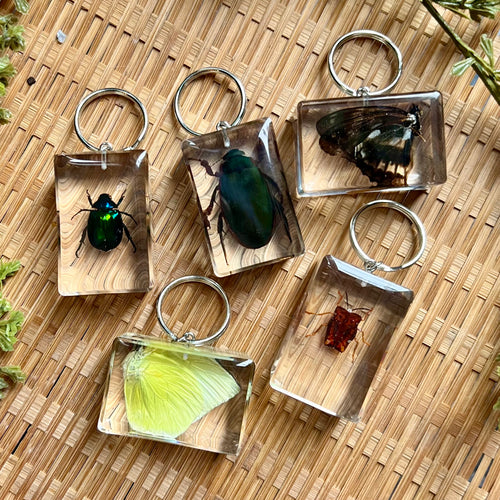 Bug Specimen Keychain (assorted)