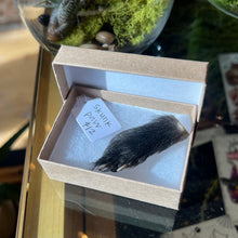 Load image into Gallery viewer, Skunk Paw