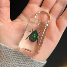 Load image into Gallery viewer, Bug Specimen Keychain (assorted)