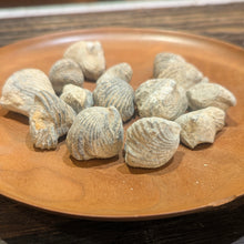 Load image into Gallery viewer, Gastropod Fossil