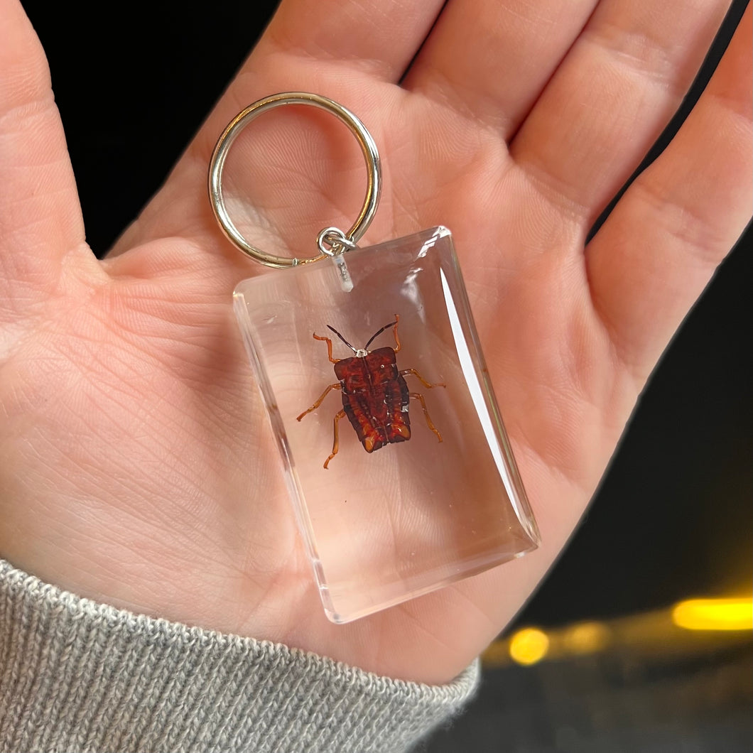 Bug Specimen Keychain (assorted)
