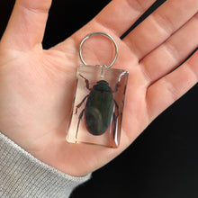Load image into Gallery viewer, Bug Specimen Keychain (assorted)