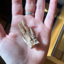 Load image into Gallery viewer, Armadillo Paw