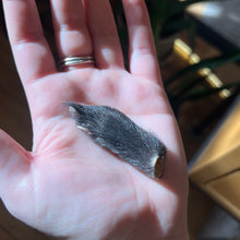 Load image into Gallery viewer, Skunk Paw