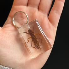 Load image into Gallery viewer, Bug Specimen Keychain (assorted)