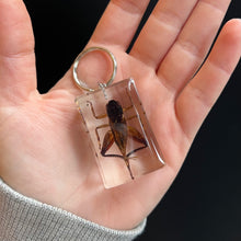 Load image into Gallery viewer, Bug Specimen Keychain (assorted)
