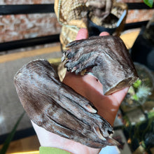 Load image into Gallery viewer, Beaver Back Paw
