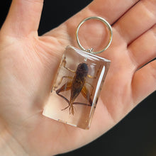 Load image into Gallery viewer, Bug Specimen Keychain (assorted)