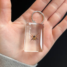 Load image into Gallery viewer, Bug Specimen Keychain (assorted)