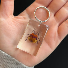 Load image into Gallery viewer, Bug Specimen Keychain (assorted)