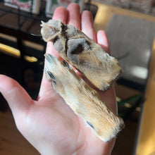 Load image into Gallery viewer, Coyote Paw