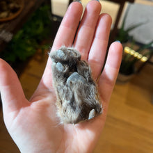 Load image into Gallery viewer, Bobcat Paw