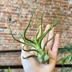 Large Tillandsia Bulbosa Belize