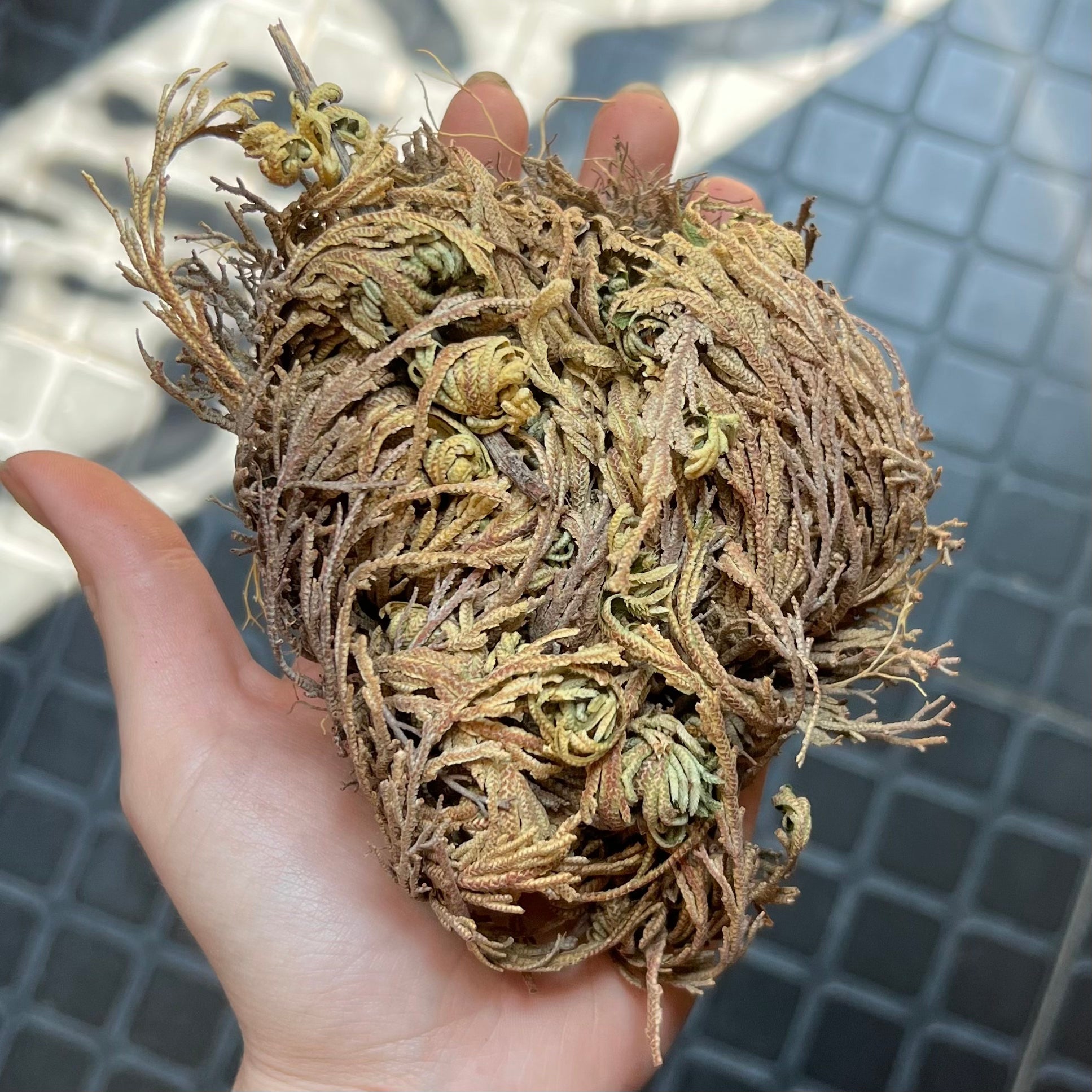 Resurrection Plant  Heim Iowa City