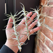 Load image into Gallery viewer, Albida Minor Air Plant