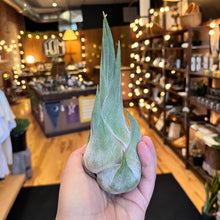 Load image into Gallery viewer, Large Tillandsia Seleriana Air Plant