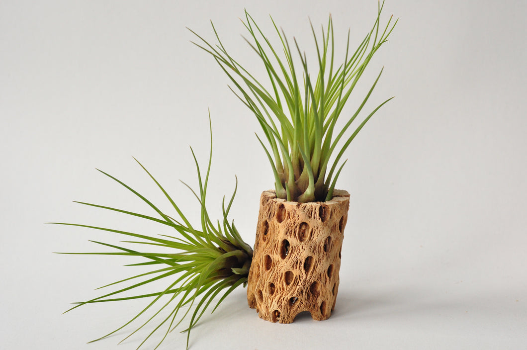 Large Tillandsia Melanocrater Air Plant