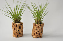 Load image into Gallery viewer, Large Tillandsia Melanocrater Air Plant