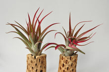 Load image into Gallery viewer, Red Abdita Air Plant