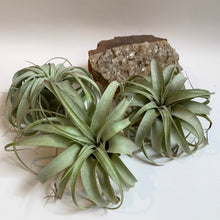 Load image into Gallery viewer, Tillandsia Xerographica Air Plant