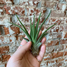 Load image into Gallery viewer, Tillandsia Green Abdita Air Plant