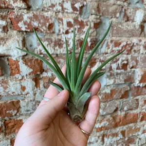 Tillandsia Green Abdita Air Plant