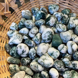 Tree Agate - Tumbled