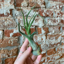 Load image into Gallery viewer, Caput Medusae Air Plant