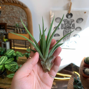 Tillandsia Green Abdita Air Plant