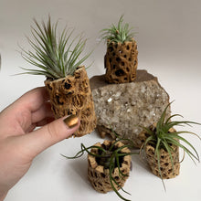 Load image into Gallery viewer, Cholla Wood + Air Plant