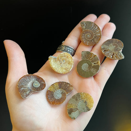 Sliced Ammonite Halves