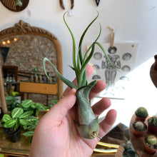 Load image into Gallery viewer, Caput Medusae Air Plant