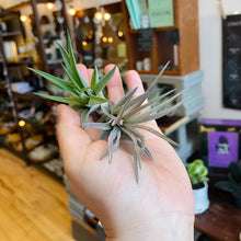 Load image into Gallery viewer, Tillandsia Velutina Air Plant
