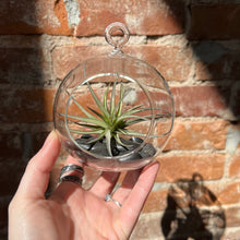 Load image into Gallery viewer, Globe Terrarium + Air Plant